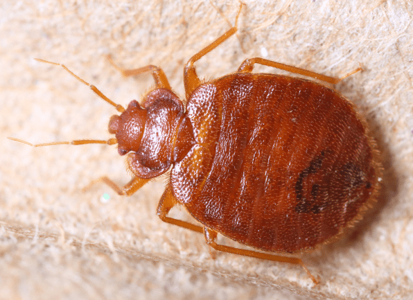Learn How To Identity & Prevent Bed Bug Infestations a bed bug crawling inside of a home in indianapolis indiana