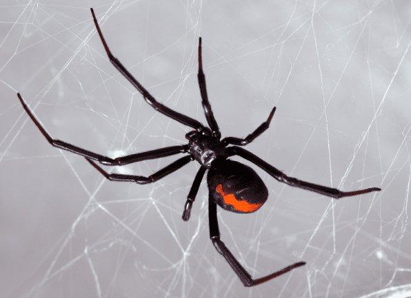 Discover Facts About The Deadly Black Widow Spider a black widow spider crawling on a web inside of a home in bowling green kentucky