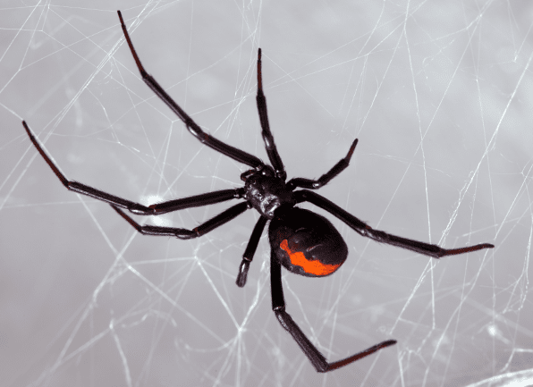 Discover Facts About The Deadly Black Widow Spider a black widow spider crawling on a web inside of a home in bowling green kentucky