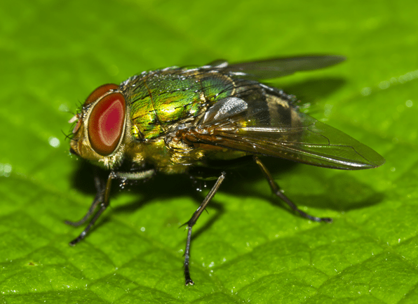 Find Out More About Blow Flies a blow fly perched on a leaf outside of a home in lexington kentucky