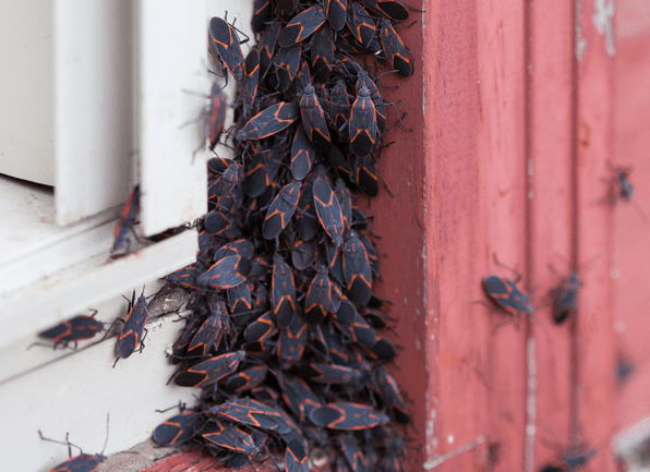 Learn Helpful Information About Box Elder Bugs a swarm of box elder bugs outside of a home in louisville kentucky