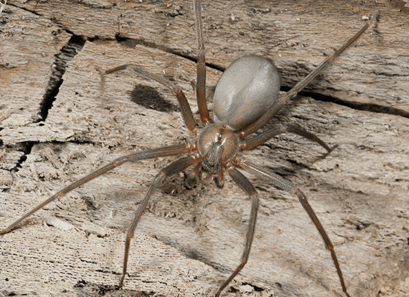 Find Out More About The Dangerous Brown Recluse Spider a brown recluse spider crawling on a wooden floor inside of a home in robinson illinois