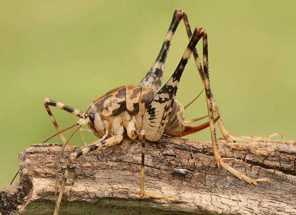 Take A Closer Look At The Camel Cricket a camel cricket outside of a home in fort branch indiana