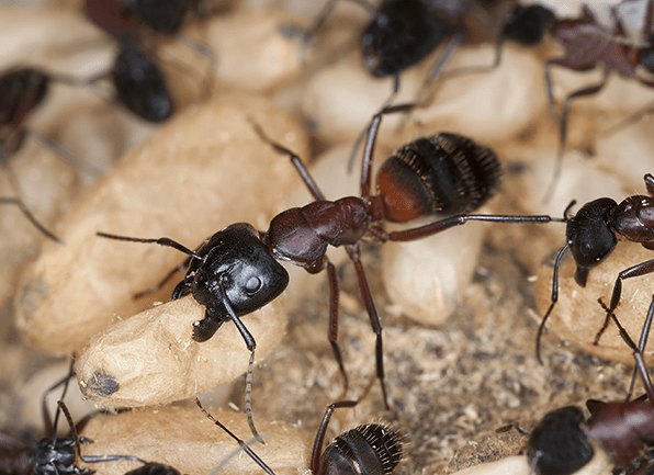 Learn More About Destructive Carpenter Ants a swarm of carpenter ants outside of a home in henderson indiana