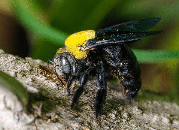 Find Out More About Carpenter Bees a carpenter bee flying outside of a home in mount vernon indiana