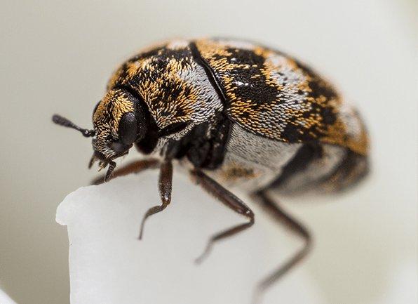 Learn More About Carpet Beetle Identification a carpet beetle inside of a home in owensville indiana