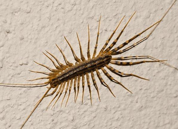 a centipede crawling on an interior wall inside of a home in princeton indiana