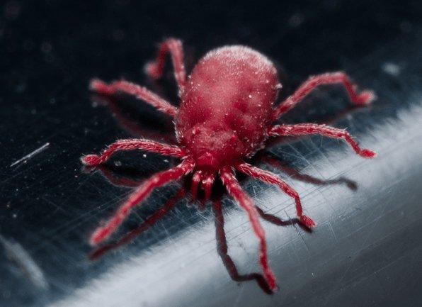 Take A Closer Look At Clover Mites a clover mite crawling inside of a home in boonville indiana