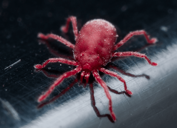 Take A Closer Look At Clover Mites a clover mite crawling inside of a home in boonville indiana