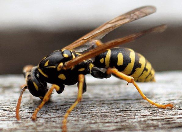 Find Out More About Eastern Yellow Jacket Wasps an eastern yellow jacket wasp perched on a wooden structure in newburgh indiana