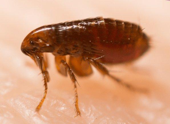 Learn More About A Variety Of Fleas a flea crawling on the skin of a local homeowner in new harmony indiana