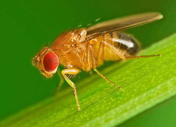 Learn All About The Dangers Posed By Fruit Flies a small fruit fly perched on a blade of grass outside of a home in paoli indiana