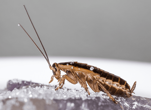 Find Out How To Identify German Cockroaches a german cockroach crawling inside of a home in poseyville indiana