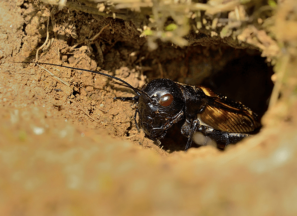 Learn More About Identifying Ground Crickets a ground cricket emerging from an underground nest outside of a home in anderson indiana