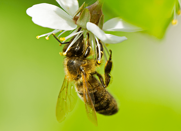 Find Out The Benefits & Nuisances Of Honey Bees a honey bee eating the nectar from a flower outside of a home in beech grove indiana