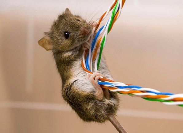 a house mouse crawling on electrical wiring inside of a home in carmel indiana
