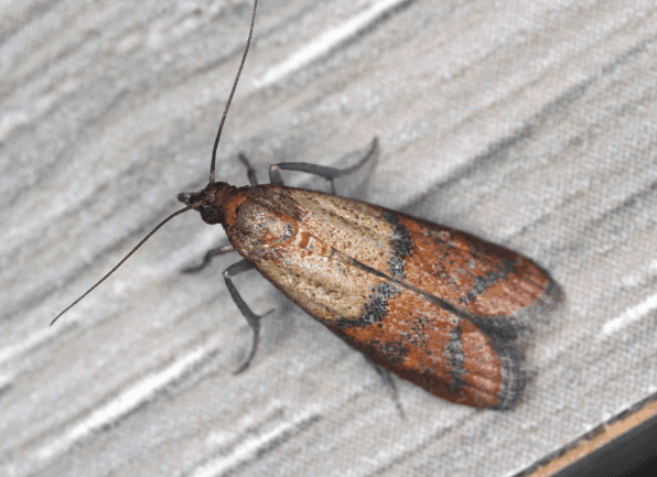 Discover Helpful Facts About Indian Meal Moths an indian meal moth perched on an interior wall of a home in danville indiana