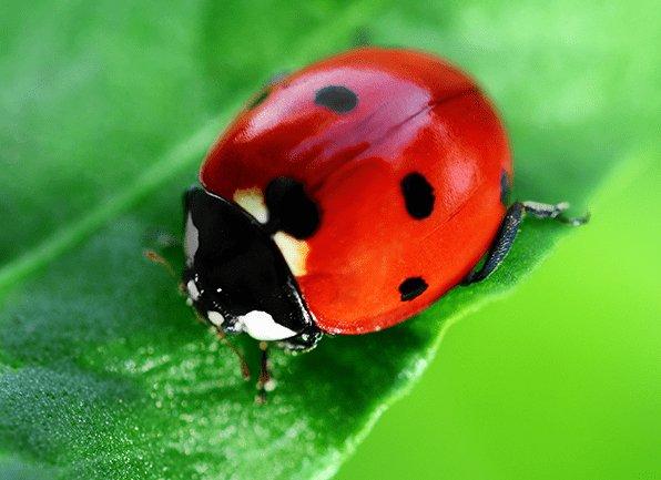 Learn More About Identifying & Handling Lady Bugs a lady bug on a leaf outside of a home in new palestine indiana