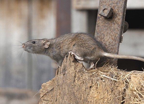 Learn About The Dangers Presented By Norway Rats a norway rat crawling on a structure inside of a home in speedway indiana