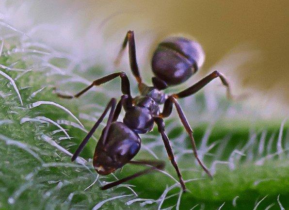 an odorous house ant on a plant outside of a home in zionsville indiana