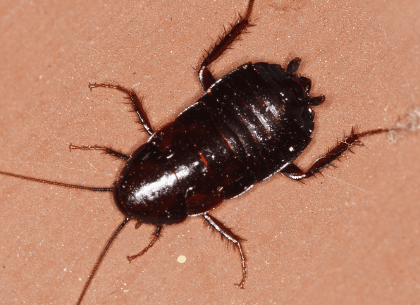 Learn More About The Disgusting Oriental Cockroach an oriental cockroach crawling on a surface inside of a home in greenwood indiana