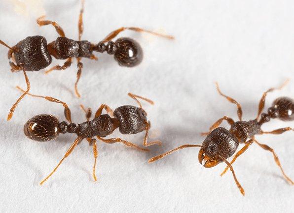 Find Out More About How To Identify Pavement Ants several pavement ants crawling on a surface inside of a home in lawrence indiana