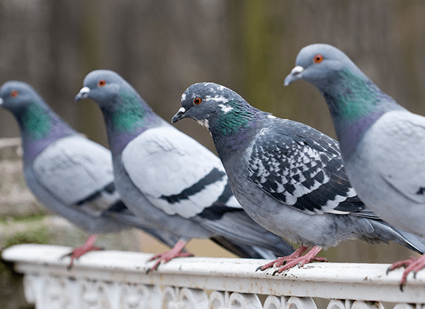 Learn Important Info About A Variety Of Pest Birds a flock of pigeons perched outside of a home in alfordsville indiana