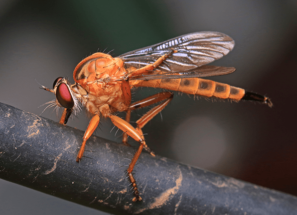 Learn More About Phorid Flies Here a bright orange phorid fly on a tree branch