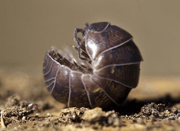 a pill bug curled outside of a home in dale indiana