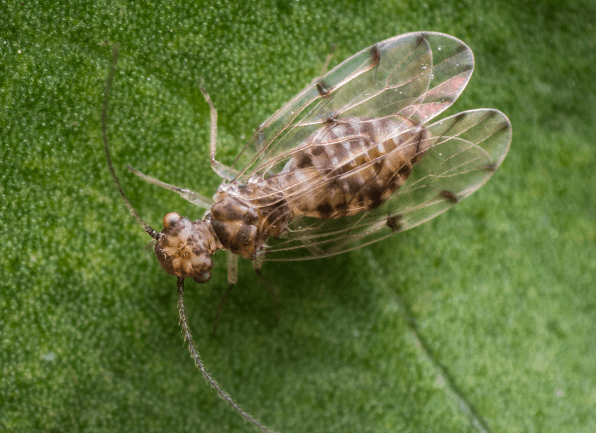 Take A Closer Look At Psocids a psocid crawling on a leaf outside of a home in huntingburg indiana