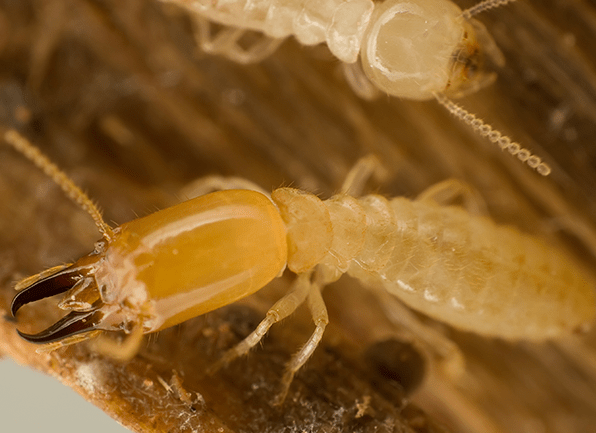 Learn More About Devastating Subterranean Termites several subterranean termites crawling on a wooden structure in chandler indiana