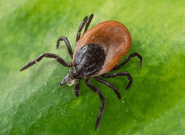 Find Out How To Identify & Control Ticks a deer tick crawling on a leaf outside of a home in allendale indiana