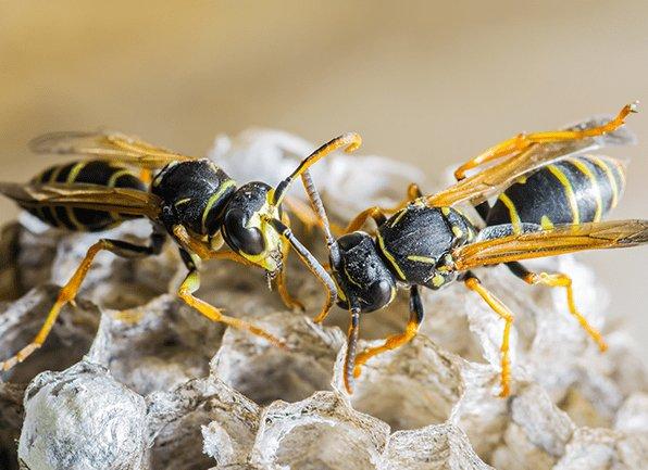 Find Out More About A Variety Of Wasps several wasps building a nest outside of a home in cynthiana kentucky