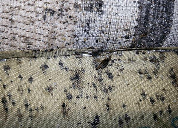 bed bug feces and blood on mattress