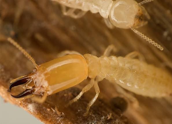 termite up close in home