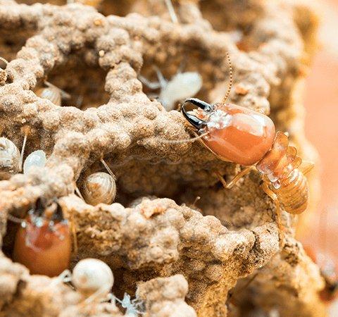 termites and larvae