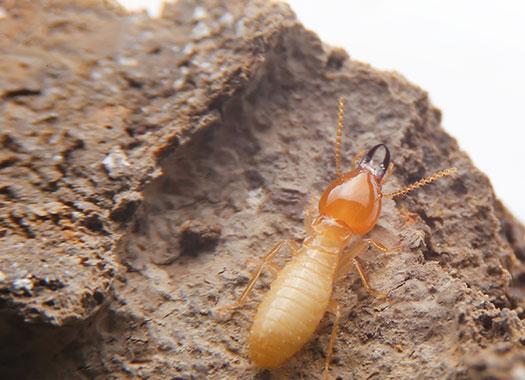 Termite Resource Center | Action Pest Control