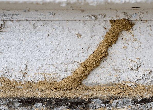 termite mud tubes found on foundation of home