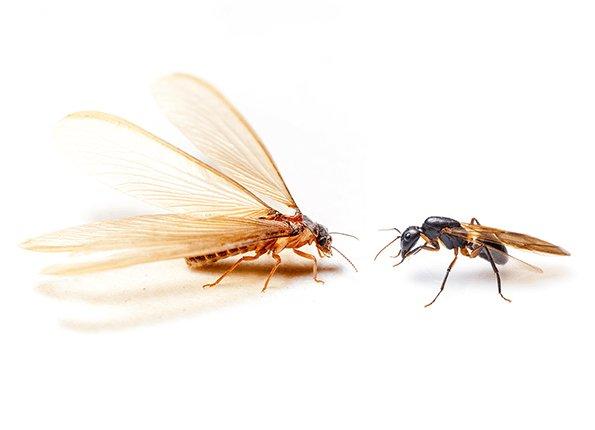 flying termite and winged carpenter ant comparison