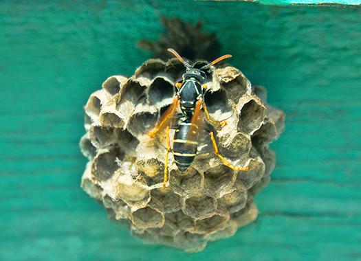 close up of wasp on nest on exterior of home