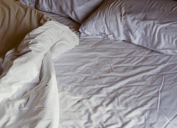 bed bugs are not attracted to dirty rooms