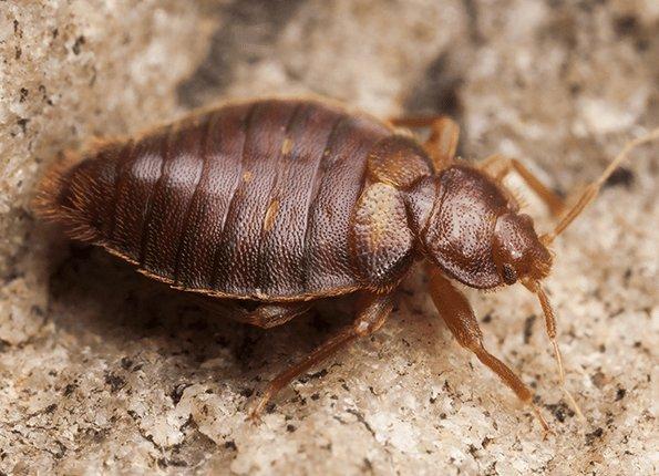 up close look at an adult bed bug