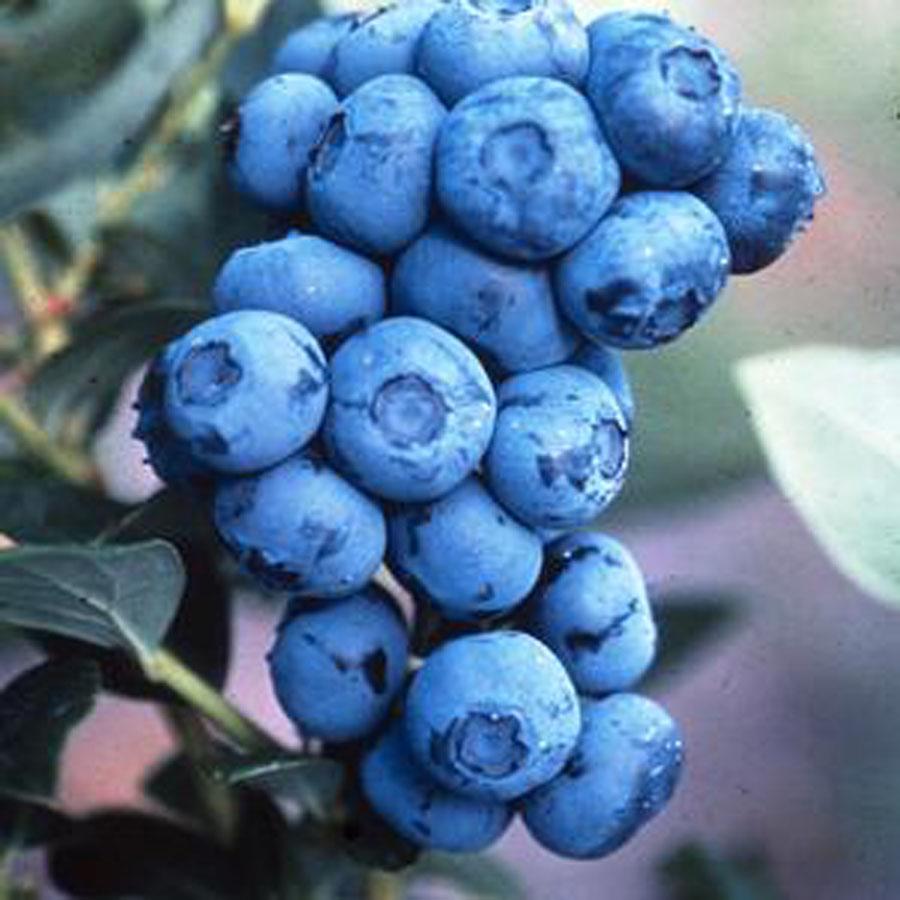 Duke Highbush Blueberry