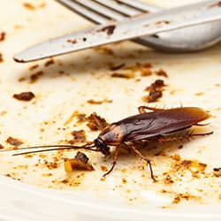 large american roach in a portland restaurant