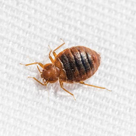 bed bug on a bed sheet in an ma hotel room