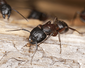 large red and black carpenter ant in providence ri