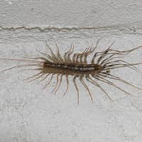 Millipedes and Centipedes