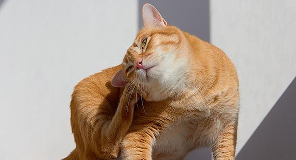 A cat scratching at fleas.