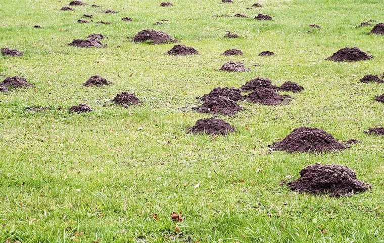 Mole activity on a Rochester yard.