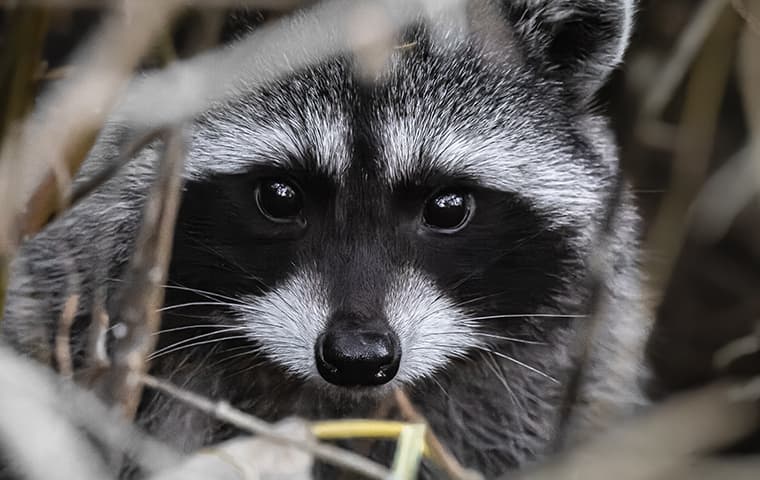 raccoon hiding in grass